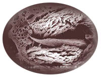 Cross-section of Microfiber